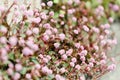 Persicaria capitata