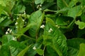 Persicaria chinensis