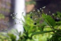 Persicaria chinensis, commonly known as Chinese knotweed