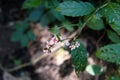 Persicaria chinensis commonly known as creeping smartweed or Chinese knotweed in nature Royalty Free Stock Photo