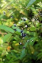 Persicaria chinensis, commonly known as creeping smartweed