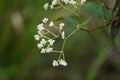 Persicaria chinensis (Polygonum chinense, creeping smartweed, Chinese knotweed)