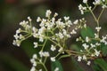 Persicaria chinensis (Polygonum chinense, creeping smartweed, Chinese knotweed)