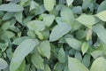 Persicaria chinensis tree plant on farm