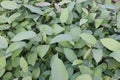 Persicaria chinensis tree plant on farm