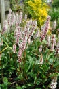 Persicaria flowers