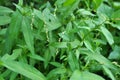 Persicaria hydropiper grows in the wild Royalty Free Stock Photo