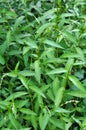 Persicaria hydropiper grows in the wild Royalty Free Stock Photo