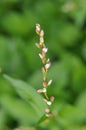 Persicaria hydropiper grows in the wild Royalty Free Stock Photo