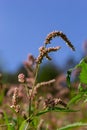 Persicaria longiseta is a species of flowering plant in the knotweed family known by the common names Oriental lady`s thumb,