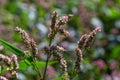 Persicaria longiseta is a species of flowering plant in the knotweed family known by the common names Oriental lady`s thumb,