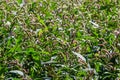 Persicaria longiseta is a species of flowering plant in the knotweed family known by the common names Oriental lady`s thumb,