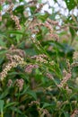 Persicaria longiseta is a species of flowering plant in the knotweed family known by the common names Oriental lady`s thumb,