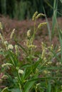 Persicaria longiseta is a species of flowering plant in the knotweed family known by the common names Oriental lady`s thumb,