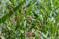 Persicaria longiseta is a species of flowering plant in the knotweed family known by the common names Oriental lady\'s thumb,