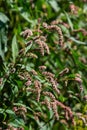Persicaria longiseta is a species of flowering plant in the knotweed family known by the common names Oriental lady\'s thumb,