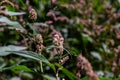 Persicaria longiseta is a species of flowering plant in the knotweed family known by the common names Oriental lady\'s thumb,