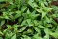 Persicaria odorata, Daun kesum , Vietnamese coriander, green herb vegetable garden. with the use of Mirror lens in photography. Royalty Free Stock Photo