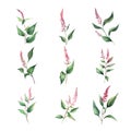 Persicaria odorata.Set of watercolor pink flowers and leaves. Hand drawn.