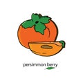 Persimmon berry in its entirety and its part. Persimmon doodle of exotic asian berry. Fresh cartoon persimmon isolated on white