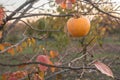 Persimmon on branch of persimmon tree. Autumn season. Royalty Free Stock Photo