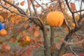Persimmon on branch of persimmon tree. Autumn season. Royalty Free Stock Photo