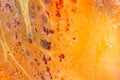 Persimmon cut into the whole frame macro