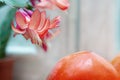Persimmon and Decembrist flower Royalty Free Stock Photo