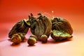 Persimmon dried fruit. Photo of food.