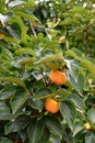 Persimmon, edible fruit of a number of trees in the genus Diospyros