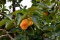 Persimmon, edible fruit of a number of trees in the genus Diospyros