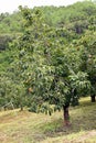 Persimmon, edible fruit of a number of trees in the genus Diospyros