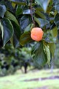 Persimmon, edible fruit of a number of trees in the genus Diospyros