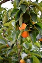 Persimmon, edible fruit of a number of trees in the genus Diospyros