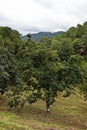 Persimmon, edible fruit of a number of trees in the genus Diospyros