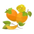 Persimmon and flower vector objects