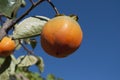 Persimmon fruit close up on its tree with blue sky on background