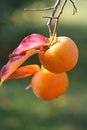 Persimmon fruit detail orange color on the tree branch