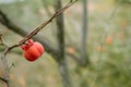 Persimmon fruit detail in vivid orange