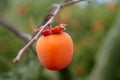 Persimmon fruit detail in vivid orange