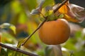 Persimmon fruit Diospyros kaki in autumn Royalty Free Stock Photo