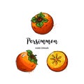Persimmon fruit graphic drawing. Watercolor Persimmons on a white background. Vector illustration