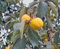 Persimmon fruit growing on a tree Royalty Free Stock Photo