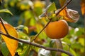 Persimmon fruit Diospyros kaki in autumn