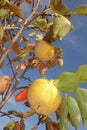 Persimmon fruit tree