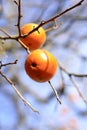 Persimmon fruits