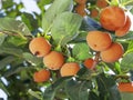 Persimmon fruits among green leaves on the tree.