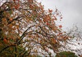 Persimmon fruits hanging on tree