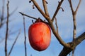 Persimmon fruits on trees on autumn field