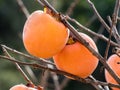 Persimmon fruits on the trees in autumn spanish garden.Close up